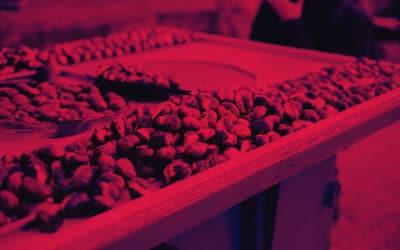 SINGLE ORIGIN & BLEND